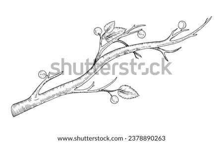 Twig of wild apple tree. Vector illustration of berry on branch. Hand drawn graphic isolated clip art. Linear drawing of autumn sprig. Outline sketch of wooden stick. Black contour line art