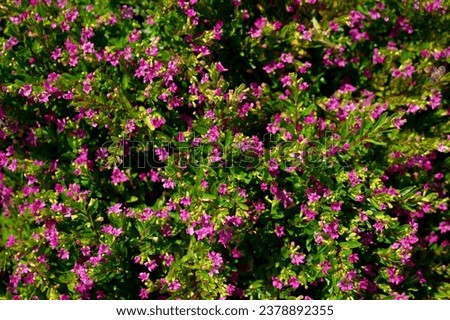 Close up view of Elfin Herb flower (Cuphea hyssopifolia Kunth - Lythraceae) background. Beautiful flower wallpaper in pink color. Royalty-Free Stock Photo #2378892355