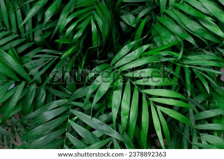 Close up view of Parlor palm plant (Chamaedorea elegans Mart - Araceae) background. Beautiful plant wallpaper. Royalty-Free Stock Photo #2378892363