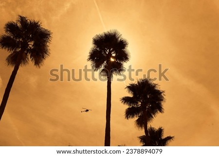 Beautiful group of palm trees on a paradise island