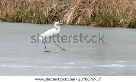 white egret walks on the ice of a frozen lake Royalty-Free Stock Photo #2378896957