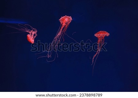 underwater photography of beautiful jellyfish japanese sea nettle chrysaora pacifica close up Royalty-Free Stock Photo #2378898789
