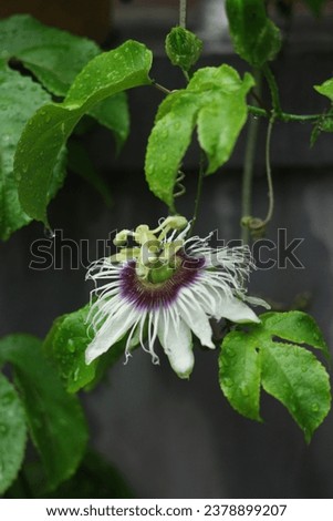 The flowers of the passion fruit tree are white and have a slightly dark purple color in the middle