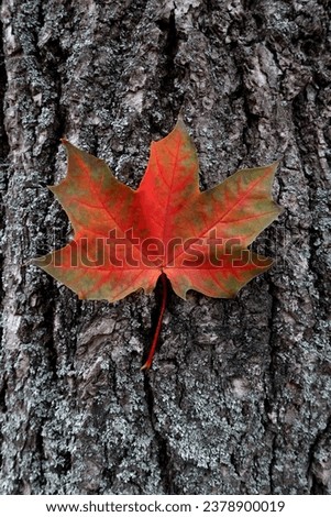 maple leaf against a bark of a tree, yellow maple leaf on tree bark, red maple leaf on tree bark