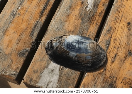 One half of a large clam shell resting on a wooden table.