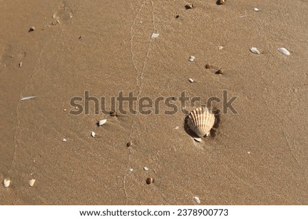 A single, isolated, cockle shell laying on a sandy beach at low tide.