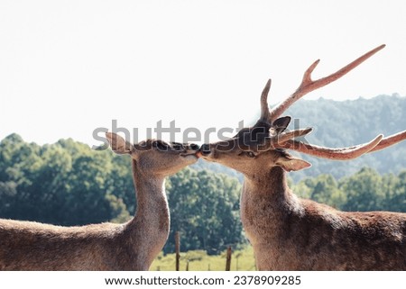 deer, two deer are eating carrots as if they were kissing. very unique Royalty-Free Stock Photo #2378909285