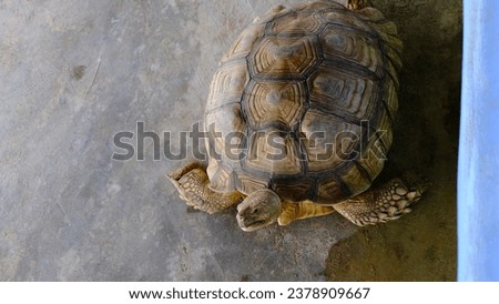 A large Sulcata turtle faces the camera. Zoo picture back glue