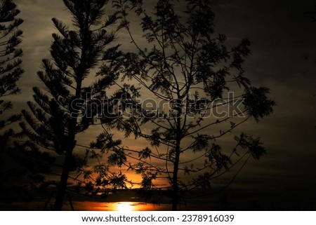 Sunset through the tree branches, silhouette of trees with pink orange. Orange sky and contrasting branches of trees.
