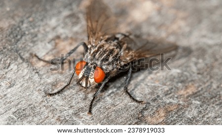 fly sitting on a log, close-up shot