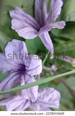Nature Image, a purple fresh flower with a bokeh background