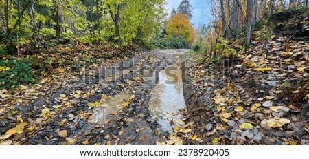 After a downpour, an autumn forest road appears, decorated with golden foliage and surrounded by tall, stoic trees. Puddles reflect the canopy, creating a watery picture of nature's fleeting beauty.