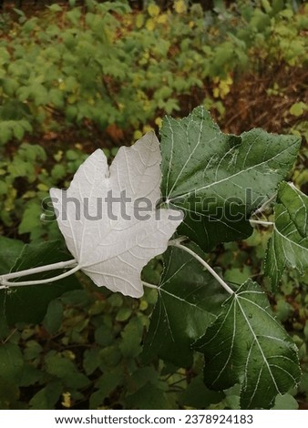 Poplar is white, or silver (Populus alba), the lower light side of the leaf is close-up. Royalty-Free Stock Photo #2378924183