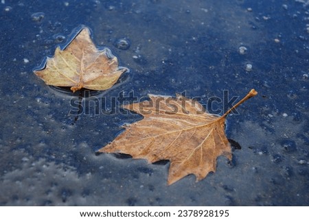 Colorful autumn leaves autumn leaves on asphalt, close-up. Natural background. Selective focus.