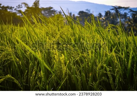 photo of rice in the rice fields during the day