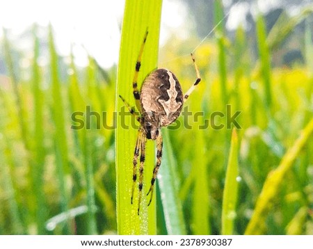 Close up macro shot of a European garden spider sitting on leaf. Spider. The spider species Araneus diadematus is commonly called the European garden, diadem spider, orangie, cross and crowned. Royalty-Free Stock Photo #2378930387