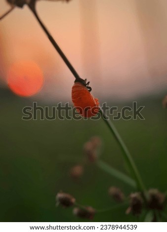A small orange insect at sunset time.