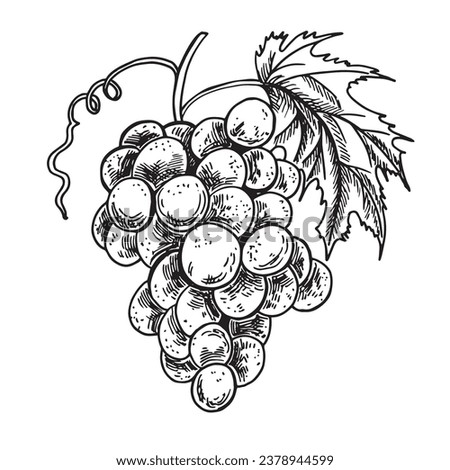 Grapes sketch hand drawn . Wine vine close up outline, leaves, berries. Black and white clip art isolated on white background. Antique vintage engraving illustration for design, logo wine