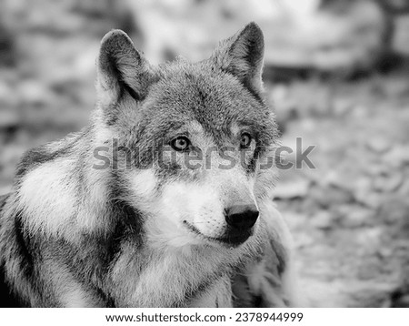 wolf photo shot like from a fairy tale