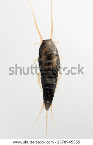 Silverfish (Lepisma saccharina), adult. Pest in homes.