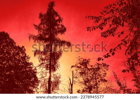 Tall trees silhouette and red sky, sunny day, natural background for text, red and orange color