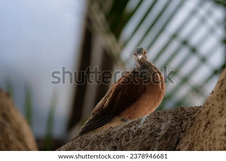 Malagasy turtle dove (Nesoenas picturatus) is a bird species in the pigeon and dove family, Columbidae. It is found in British Indian Ocean Territory, the Comoros, Madagascar, Mauritius, Mayotte, Royalty-Free Stock Photo #2378946681