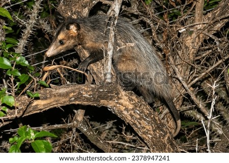 Opossums are members of the marsupial order Didelphimorphia endemic to the Americas.