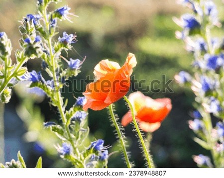 a red poppy in a flower meadow in spring