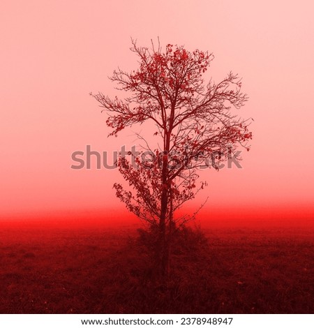 Lonely tree in morning mist, tree with red leaves, magical atmosphere, autumn weather, red color