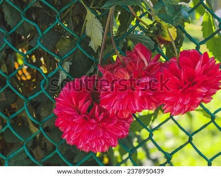 Red dahlia flower in garden. Red flowers. Dahlia pinnata. Beautiful picture of red dahlia. Wallpaper of beautiful flower.