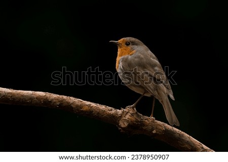 European Robin (Erithacus rubecula) on a branch in the forest of Noord Brabant in the Netherlands. Dark background.                                                             