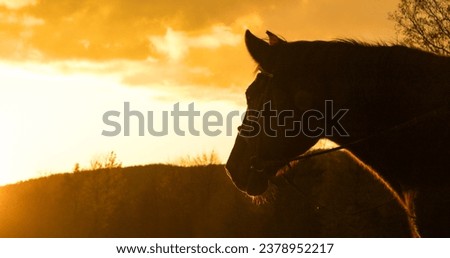 SILHOUETTE, CLOSE UP, LENS FLARE: Stunning portrait of a dark brown horse in golden glowing sunlight. Fresh and peaceful autumn morning in scenic countryside with first sunbeams peeking over hills. Royalty-Free Stock Photo #2378952217