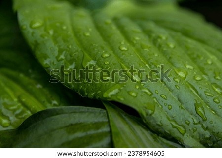 Beautiful large morning dew drops in nature, selective focus. Drops of clean transparent water on the leaves. Image in green tones. Natural fresh background. Close-up.