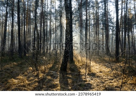Autumn forest in the morning rays