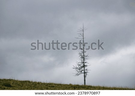 Dead spruce tree skeleton on the mountain hill under the grey sky with clouds. Dramatic natural disaster concept.
