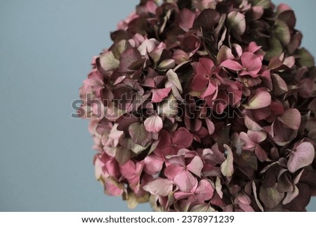 Hydrangea flower close up creative beautiful picture grey background