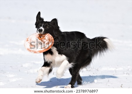 Border collie playing with disc in snow