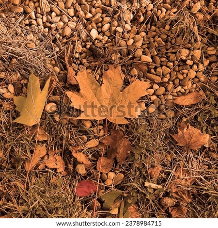 Color nature, leaves and stones on the ground, grass, autumn background for text, orange and brown color