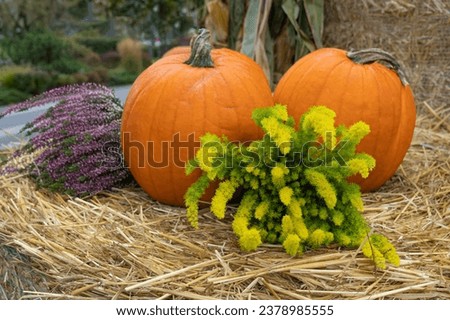 Pumpkins Halloween Decoration, Squash Farm, Orange Thanksgiving Vegetables Pile on Grass, Autumn Loan with Pumpkins, Pumpkin Halloween Texture Background