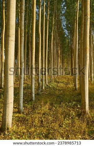Trees in forest as a natural background