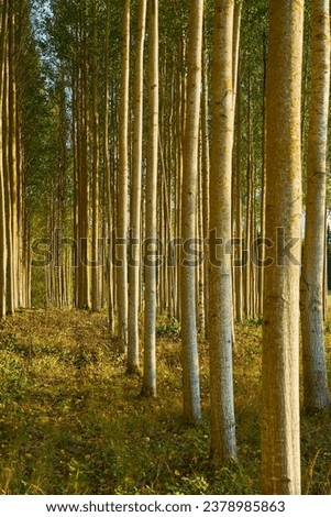 Trees in forest as a natural background