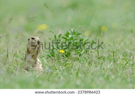Ground squirrel feeding. Cute funny animal ground squirrel. Green nature background.