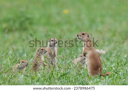 A group of curious Ground squirrel puppies in the grass. Cute funny animal ground squirrel. Green nature background.