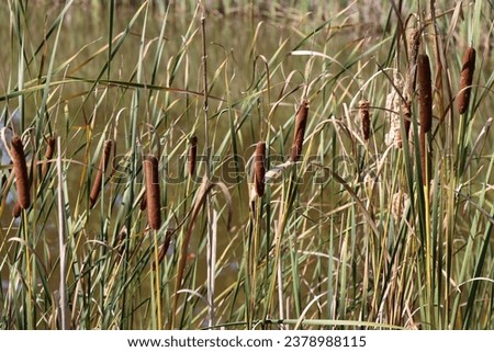 brown mature cattails growing in marsh near duck hunting outdoors fall in midwest wetland marsh swamp in daytime sunshine hunting background 