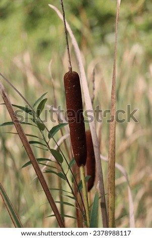 brown mature cattails growing in marsh near duck hunting outdoors fall in midwest wetland marsh swamp in daytime sunshine hunting background 