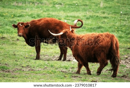 Scottish highland cattle. Cows. Brown. Hairy furry. Long horns. Tail up. Two. Livestock. Pasture. Green grass. Stocky. Meadow. Cow. Bull. Farm. 