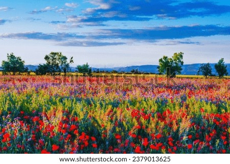 Beautiful stunning big flowers field Royalty-Free Stock Photo #2379013625