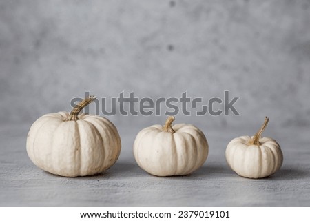 Seasonal autumn food. Fresh pumpkins on a gray concrete background. A rich harvest of melons.