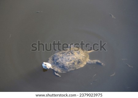 Turtles swim in the water. Head and shell