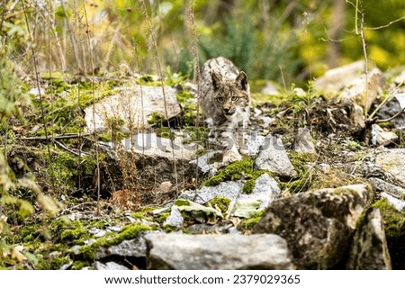 Lynx in green forest with tree trunk. Wildlife scene from nature. Playing Eurasian lynx, animal behaviour in habitat. Wild cat from Germany. Wild Bobcat between the trees Royalty-Free Stock Photo #2379029365